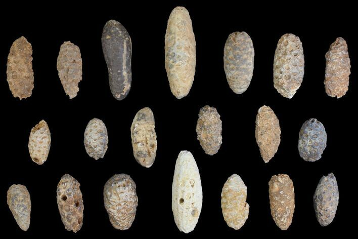 Lot: Fossil Seed Cones (Or Aggregate Fruits) - Pieces #148846